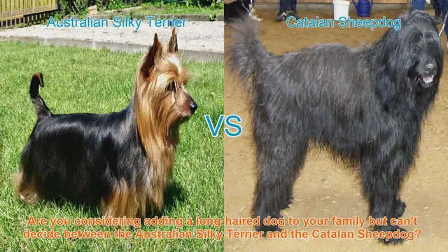 Video thumbnail for Australian Silky Terrier vs. Catalan Sheepdog: A Comprehensive Comparison