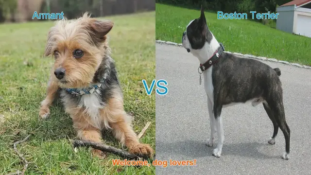 Video thumbnail for Armant vs. Boston Terrier: A Comprehensive Breed Comparison