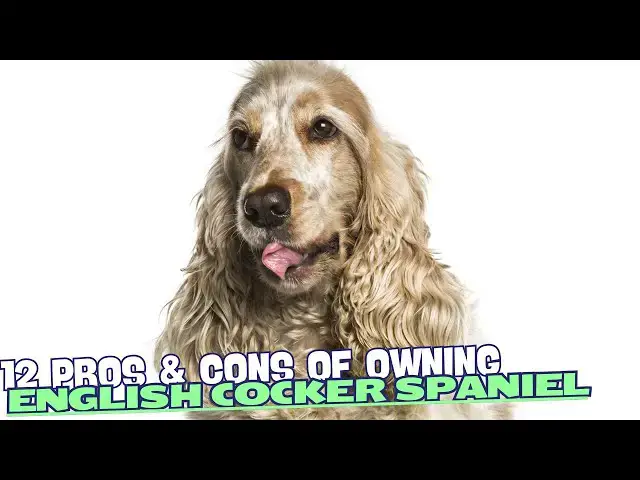 Video thumbnail for 12 Pros & Cons of Owning an English Cocker Spaniel💙🐾