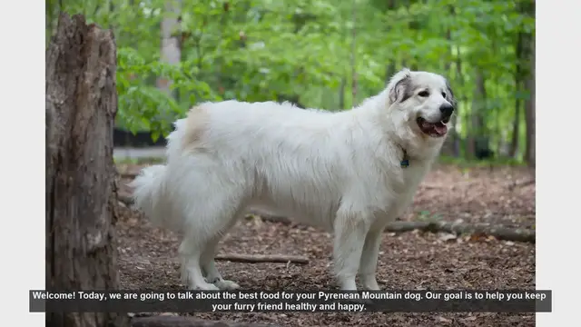Video thumbnail for Best Food for Your Pyrenean Mountain Dog: A Complete Guide