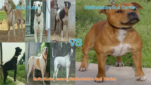 Video thumbnail for Bully Kutta vs. Staffordshire Bull Terrier: A Comprehensive Breed Comparison