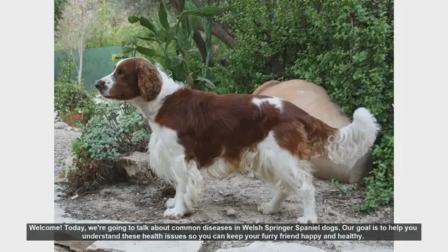Video thumbnail for Common Health Issues in Welsh Springer Spaniels: What You Need to Know