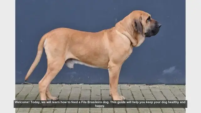 Video thumbnail for How to Feed Your Fila Brasileiro: A Complete Guide
