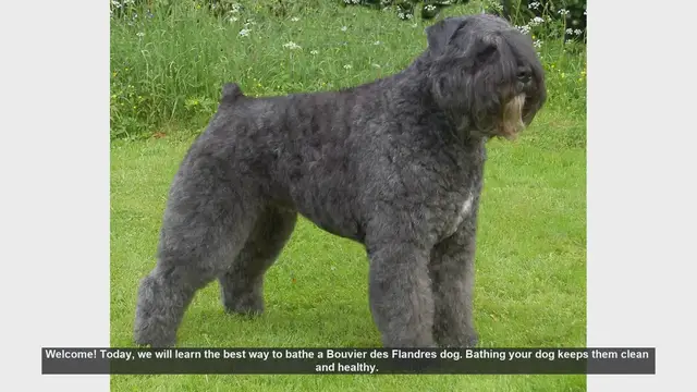 Video thumbnail for How to Bathe Your Bouvier des Flandres: Step-by-Step Guide