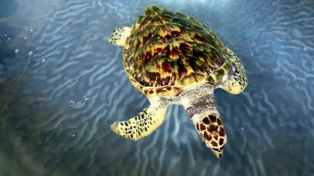 Video thumbnail for Schildkrötenstation auf Bequia | Segeltour in der Karibik