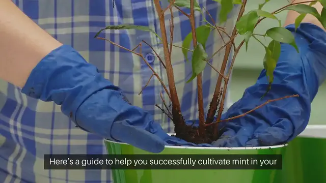 Video thumbnail for How To Grow Mint Indoors