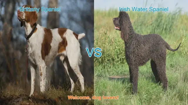 Video thumbnail for Brittany Spaniel vs. Irish Water Spaniel: A Comprehensive Comparison