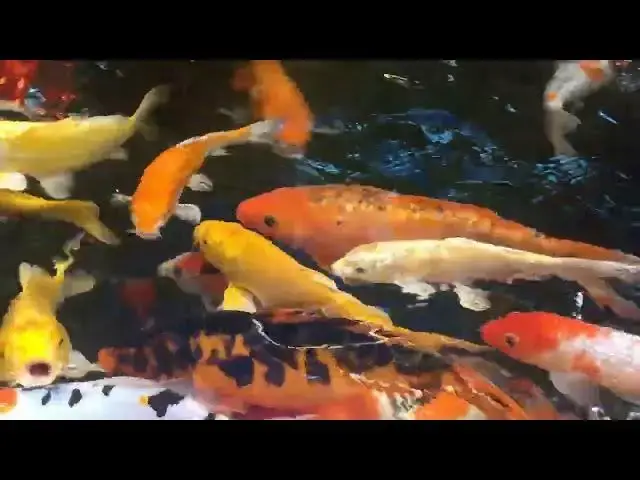Video thumbnail for How to Read Koi Fish Food Labels: A Guide to Optimal Nutrition