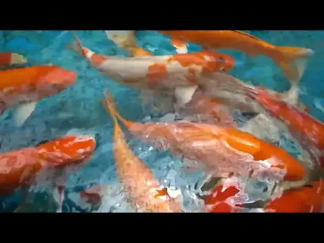 Video thumbnail for Feeding Baby Koi Fish Essential Tips for Healthy Growth