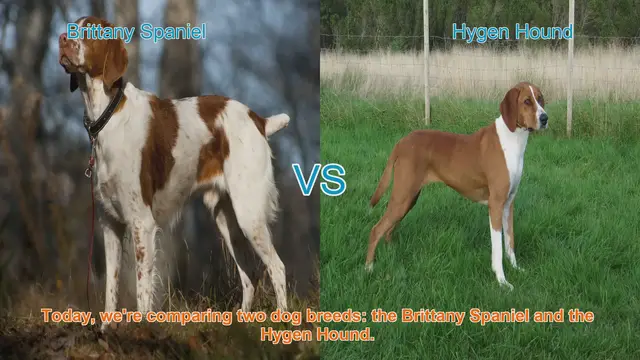 Video thumbnail for Brittany Spaniel vs. Hygen Hound: A Comprehensive Comparison