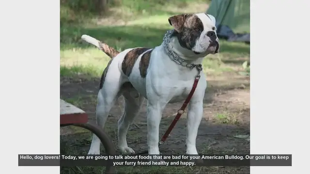 Video thumbnail for Foods to Avoid for Your American Bulldog: Keep Your Pup Safe!
