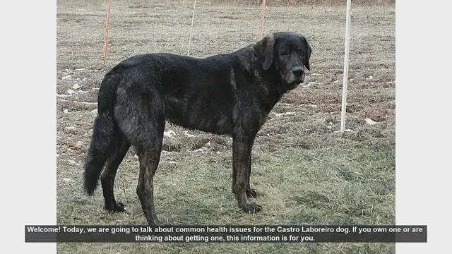 Video thumbnail for Common Health Issues in Castro Laboreiro Dogs: What You Need to Know