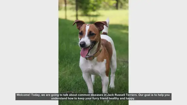 Video thumbnail for Common Health Issues in Jack Russell Terriers: Tips for a Healthy Pup