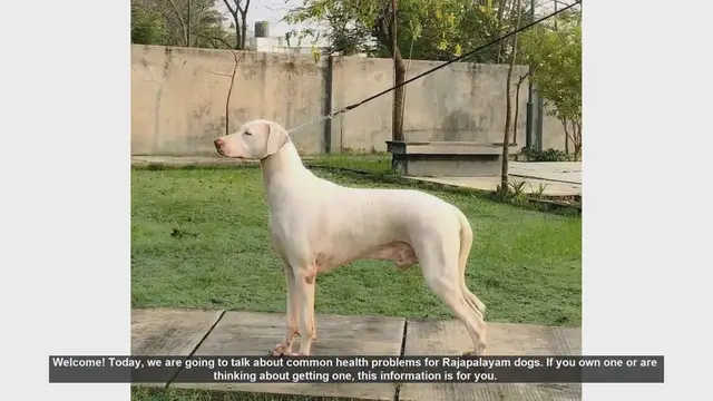 Video thumbnail for Common Health Problems in Rajapalayam Dogs: Prevention and Care Tips
