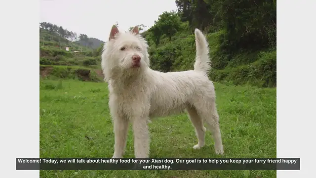 Video thumbnail for Healthy Diet Tips for Your Xiasi Dog