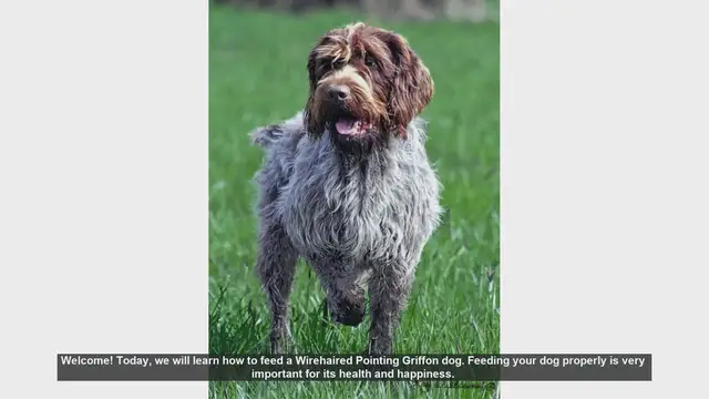 Video thumbnail for How to Properly Feed Your Wirehaired Pointing Griffon