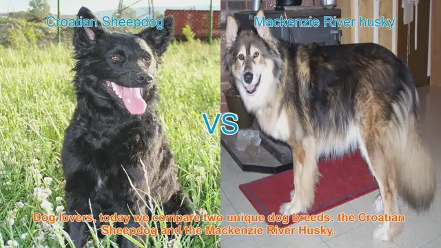 Video thumbnail for Comparing Croatian Sheepdog and Mackenzie River Husky: A Guide for Dog Lovers