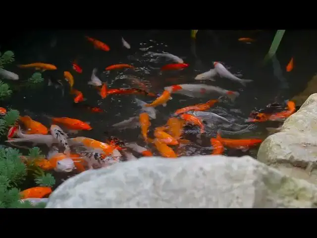 Video thumbnail for How to Feed Sick Koi Fish: Essential Care Tips