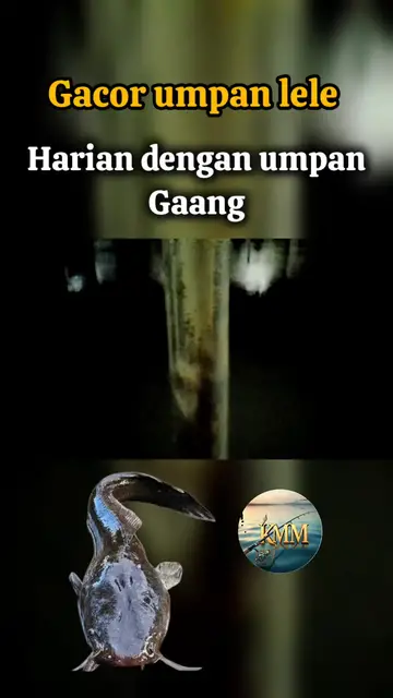 Video thumbnail for Memancing ikan lele gacor