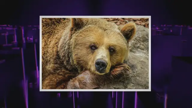 Video thumbnail for New Movie Revives the Unlikely Legend of Kentucky’s ‘Cocaine Bear’