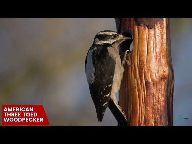 Video thumbnail for Colorado's Woodpeckers: From Chirps to Drumming Sounds