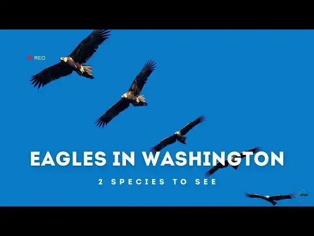 Video thumbnail for Discovering the Eagles of Washington: A Wildlife Adventure