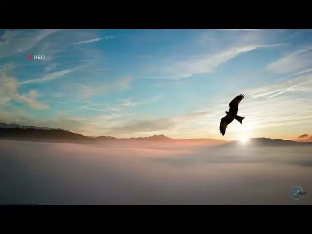 'Video thumbnail for Eagles in Alaska: A Closer Look'