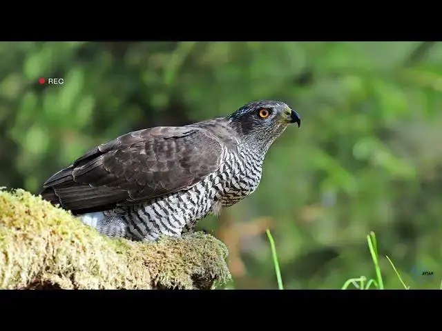 Video thumbnail for Hawks in New Jersey: Sky Stewards of the Garden State