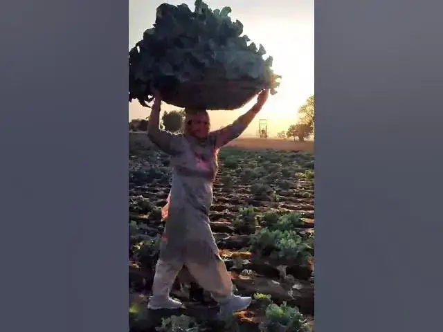 Video thumbnail for गोभी का टैमपू क्यूं कर भरा भान न #happy_lokgeet #viral #shortvideo