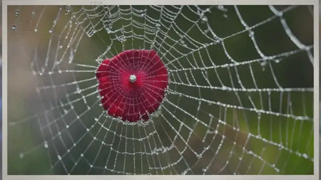 Video thumbnail for Unraveling the Meaning: What Do Rubies Symbolize?