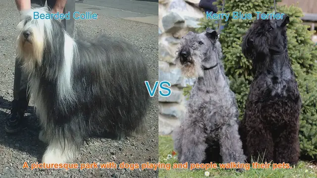 Video thumbnail for Exploring Bearded Collies and Kerry Blue Terriers: A Comparative Guide