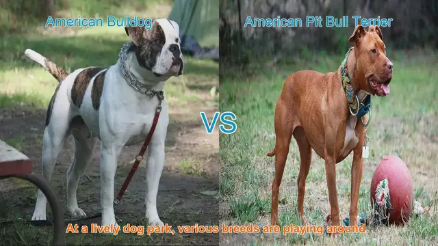 Video thumbnail for American Bulldog vs. American Pit Bull Terrier: A Detailed Comparison