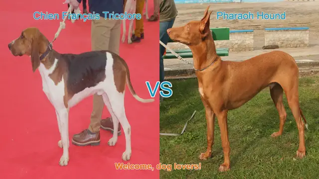 Video thumbnail for Comparing Chien Français Tricolore and Pharaoh Hound: Origins, Physical Traits, and Temperament