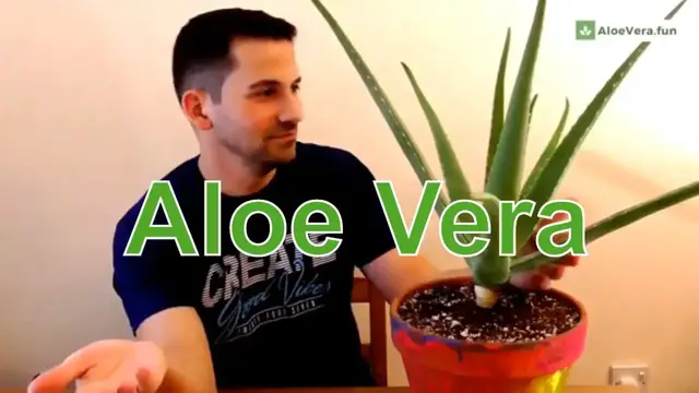 'Video thumbnail for Como Cuidar Planta De Aloe Vera o Sábila 🌱'