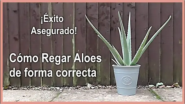 'Video thumbnail for 💧 Cómo regar las plantas de aloe vera 🌱 correctamente'