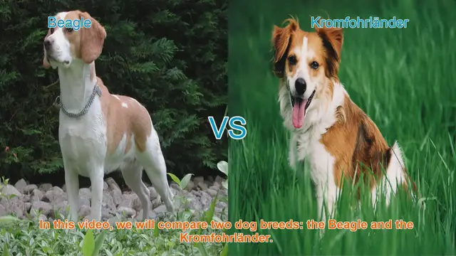 Video thumbnail for Beagle vs. Kromfohrländer: A Comparison of Two Charming Dog Breeds