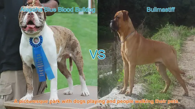Video thumbnail for Alapaha Blue Blood Bulldog vs. Bullmastiff: A Comprehensive Breed Comparison