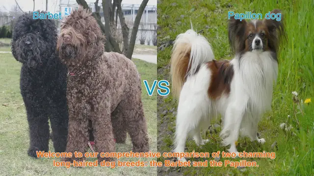 Video thumbnail for Barbet vs. Papillon: A Comprehensive Breed Comparison