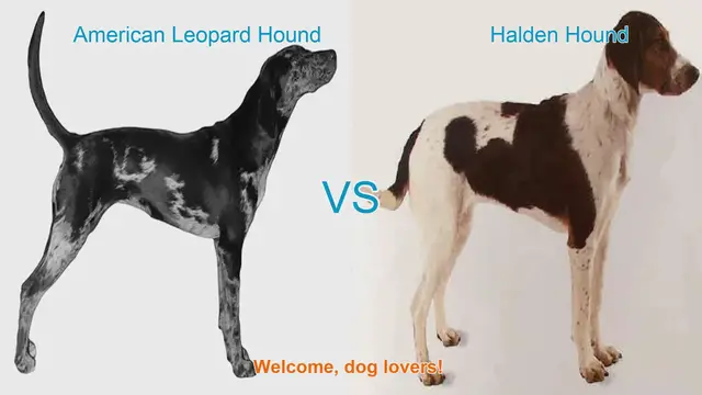 Video thumbnail for American Leopard Hound vs. Halden Hound: A Comparison of Two Unique Dog Breeds