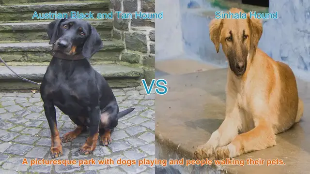Video thumbnail for Comparing Austrian Black and Tan Hound vs. Sinhala Hound: Key Differences and Care Guide