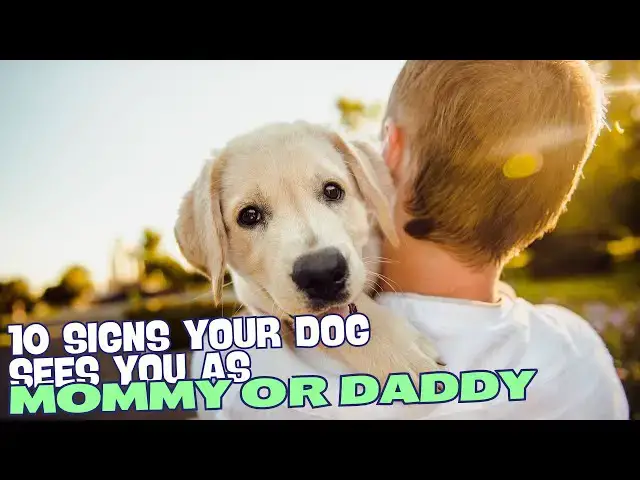 Video thumbnail for 10 Signs Your Dog Sees You As MOMMY or DADDY 👩‍👦🐶