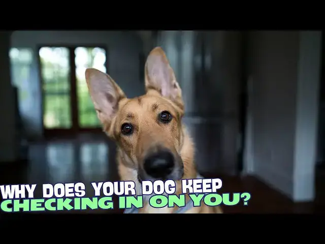 Video thumbnail for Why Does Your Dog Keep Checking In on You? 🐶🤔