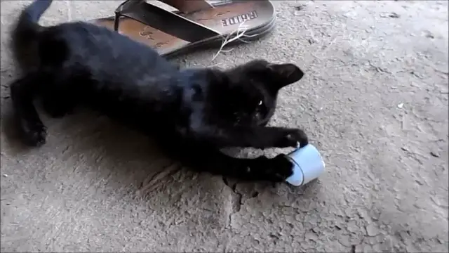 Video thumbnail for CATS PLAY/Cute cats play/Cat in a playing mood.