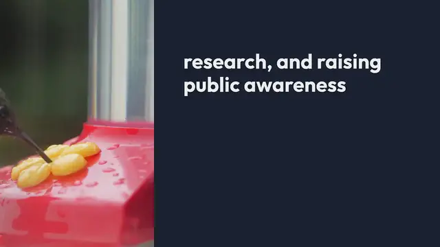 Video thumbnail for The Role Of Botanical Gardens In Pollinator Conservation