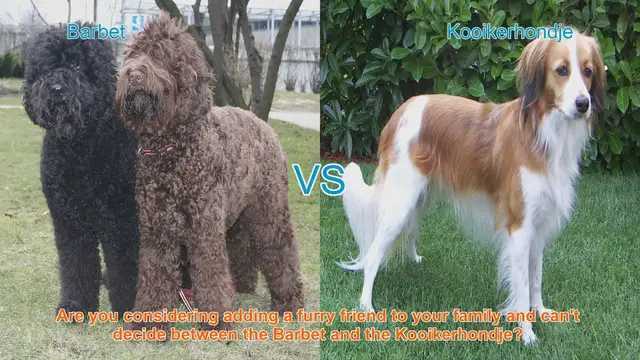 Video thumbnail for Barbet vs. Kooikerhondje: A Comprehensive Comparison