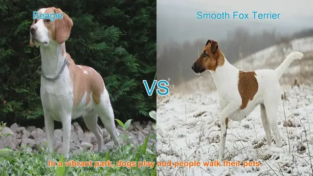 Video thumbnail for Beagle vs. Smooth Fox Terrier: A Comparison of Beloved Dog Breeds