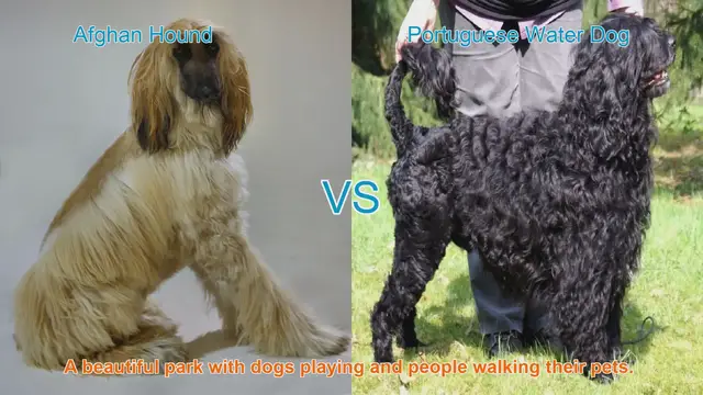 Video thumbnail for Comparing Afghan Hound and Portuguese Water Dog: A Breed Showcase