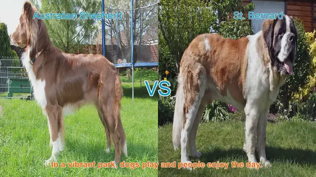 Video thumbnail for Australian Shepherd vs. St. Bernard: A Breed Comparison