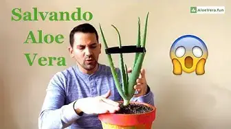'Video thumbnail for ✔️ Mantenimiento de Plantas de Aloe Vera o Sábila 🌱'