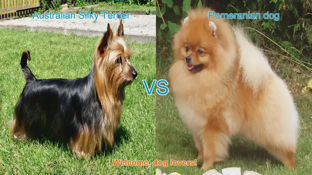 Video thumbnail for Comparing Australian Silky Terrier and Pomeranian: Origins, Appearance, Temperament, and Care